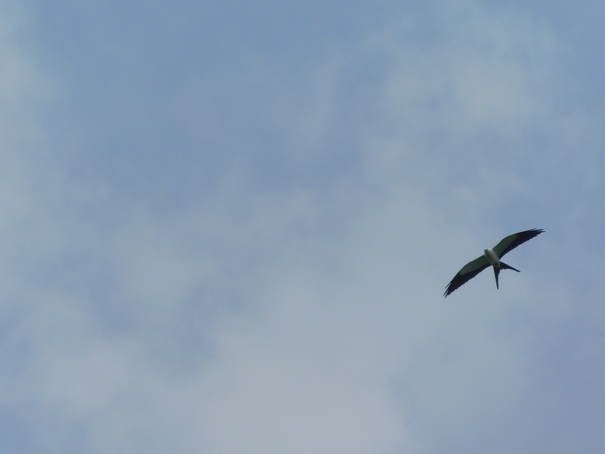 Swallow-tailed Kite - ML642809848