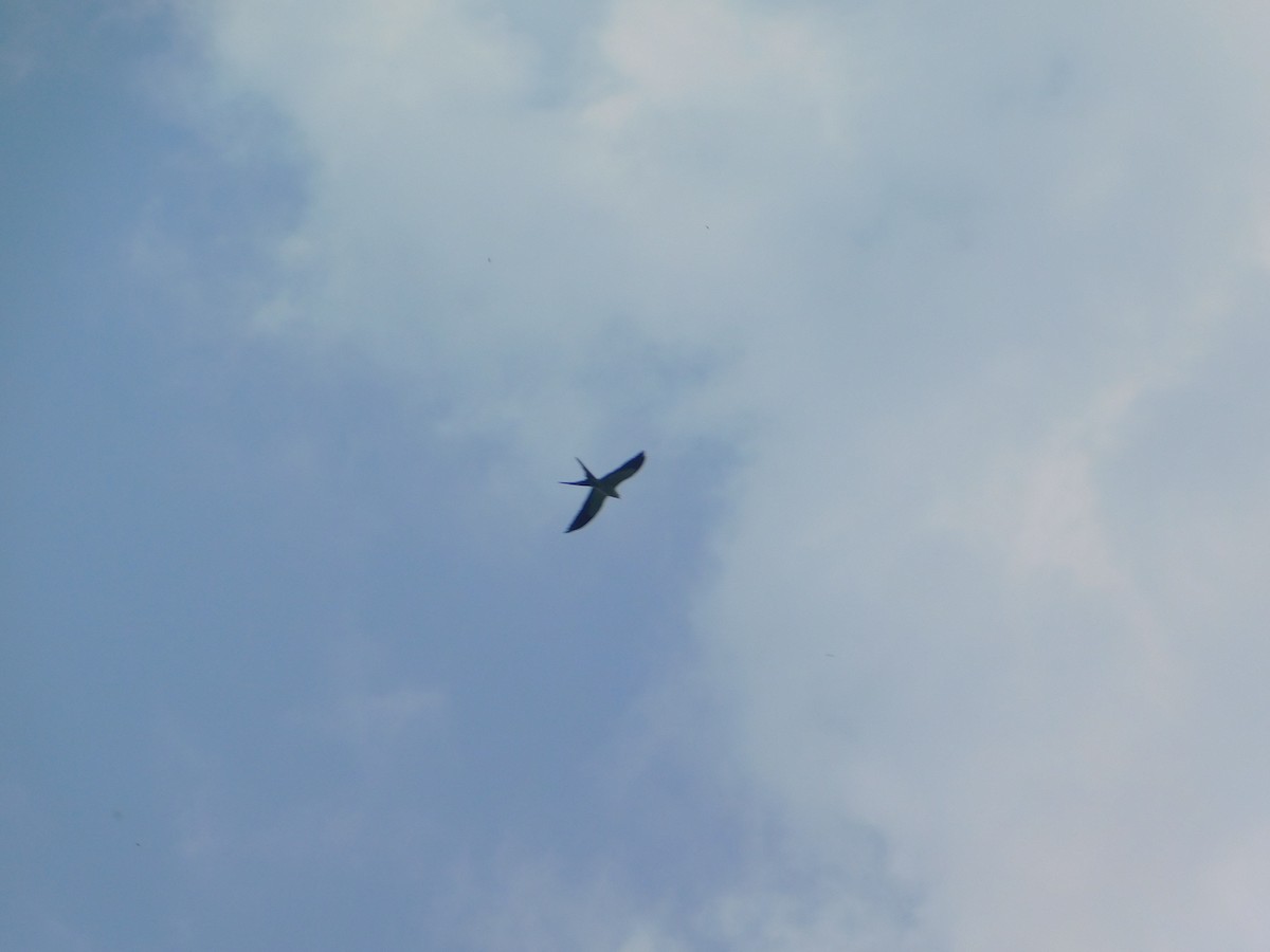 Swallow-tailed Kite - ML642809849