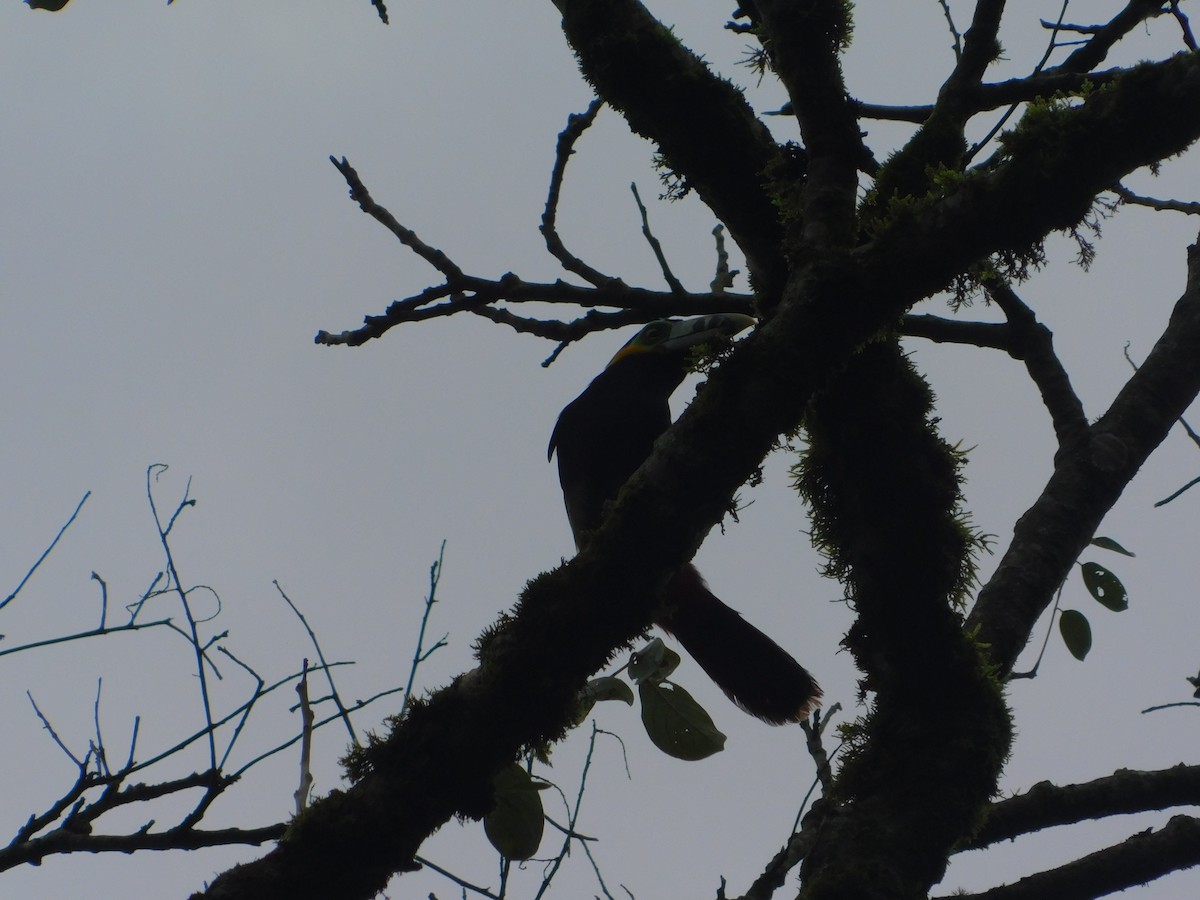 Spot-billed Toucanet - ML642809852