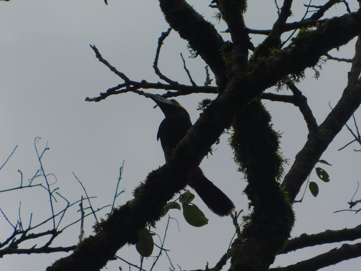 Spot-billed Toucanet - ML642809853