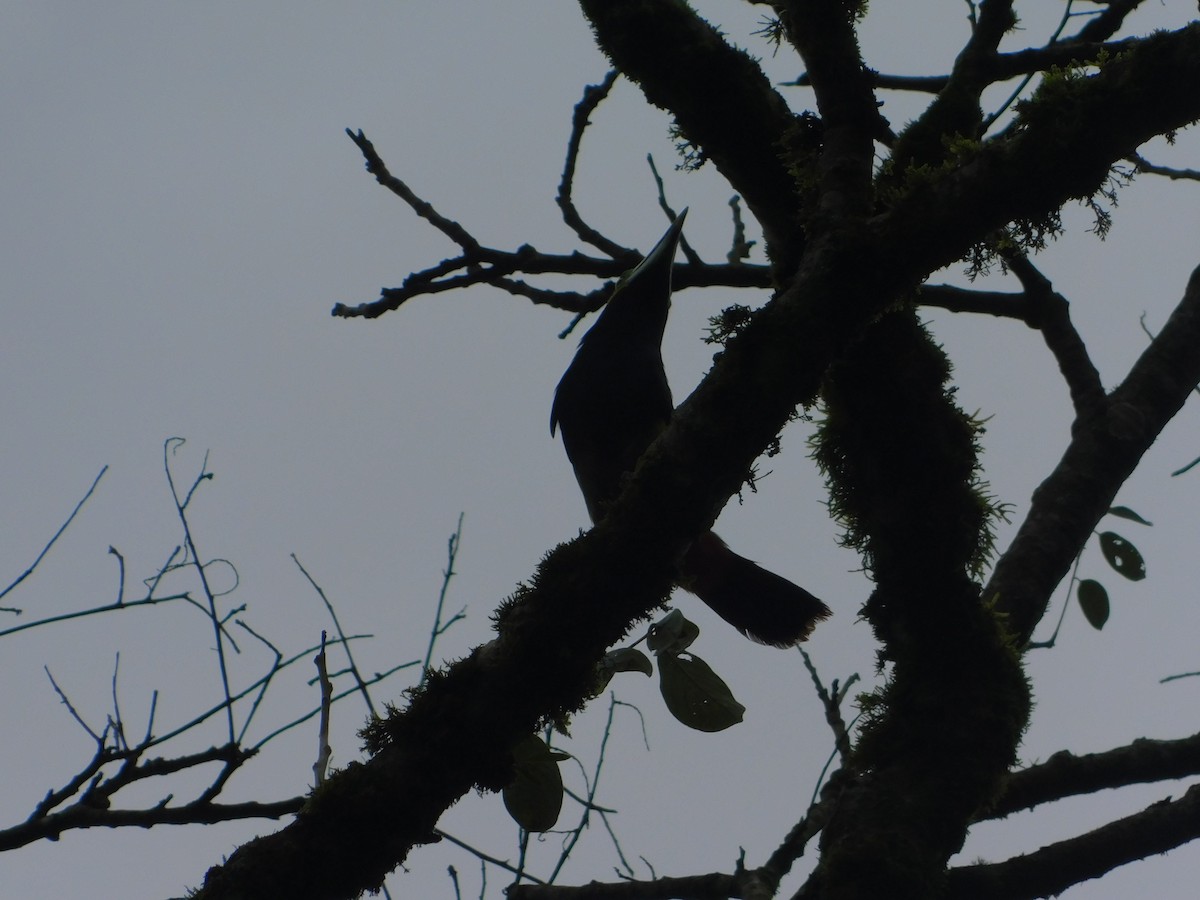 Spot-billed Toucanet - ML642809854