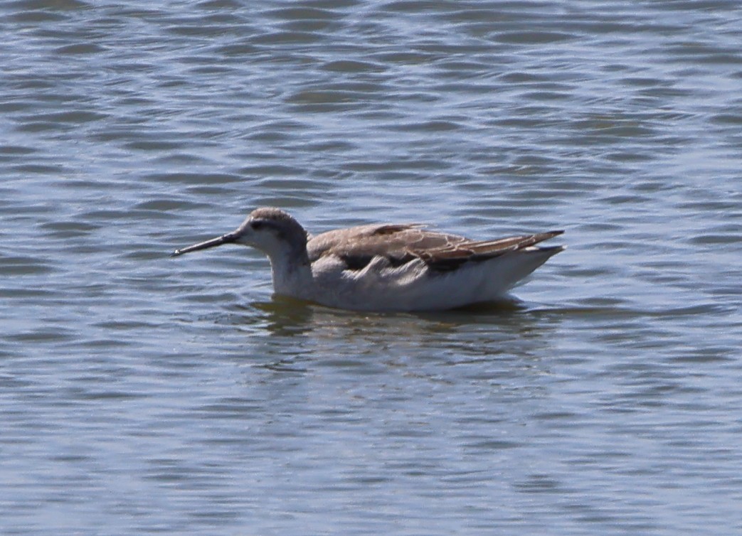 Falaropo Tricolor - ML642809857