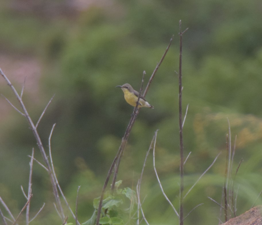 Purple-rumped Sunbird - ML642809865