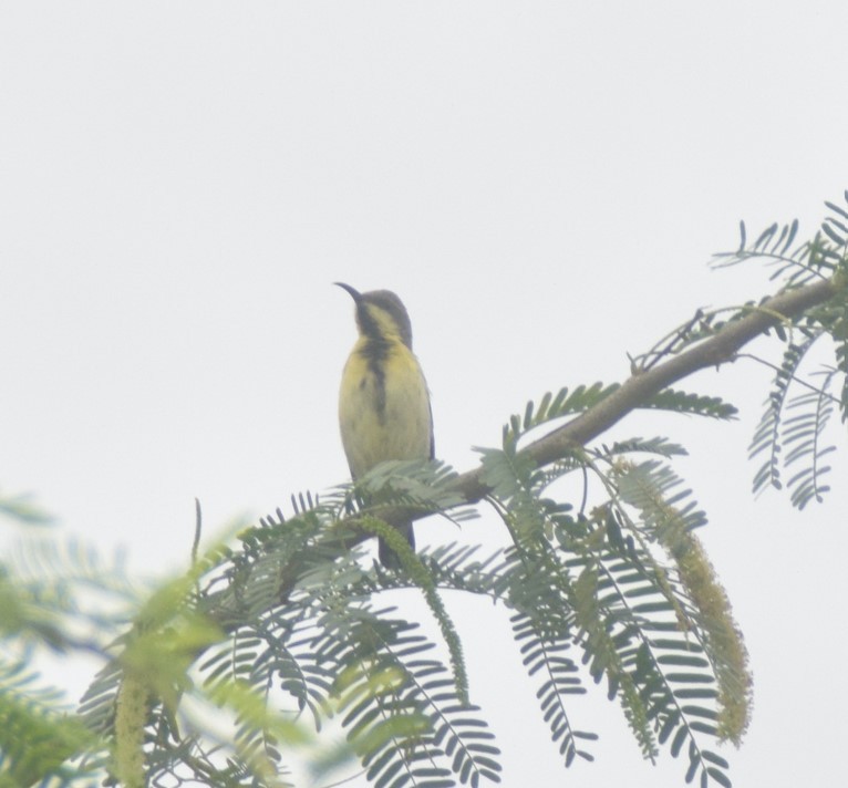 Purple-rumped Sunbird - ML642809869