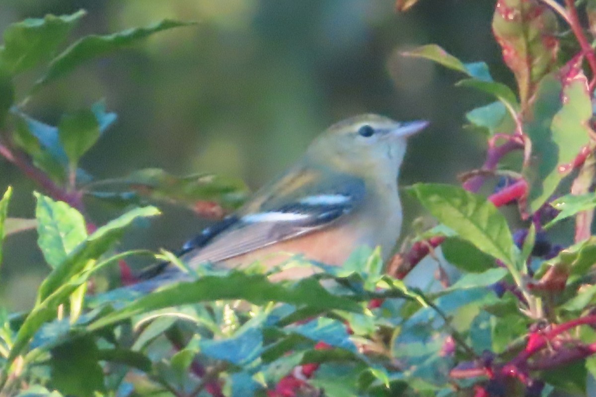 Bay-breasted Warbler - ML642809871