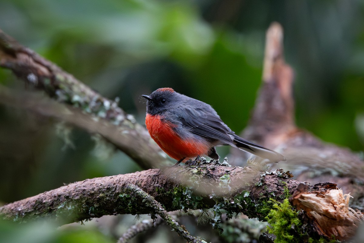 Slate-throated Redstart - ML642809872