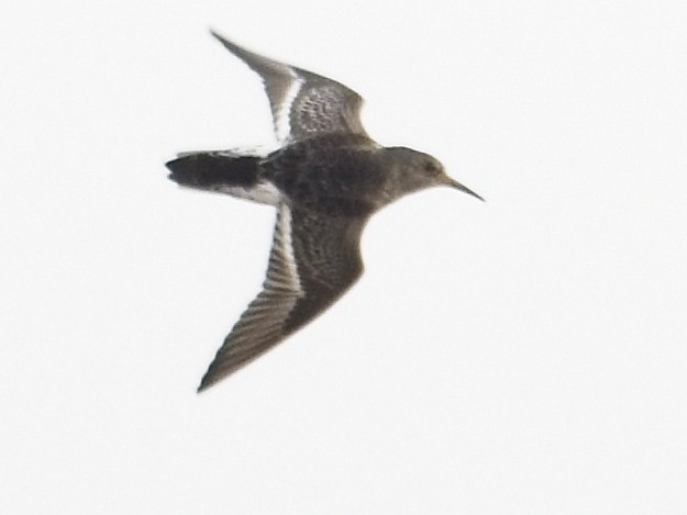 Purple Sandpiper - ML642809876