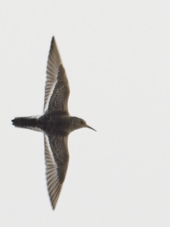 Purple Sandpiper - ML642809877