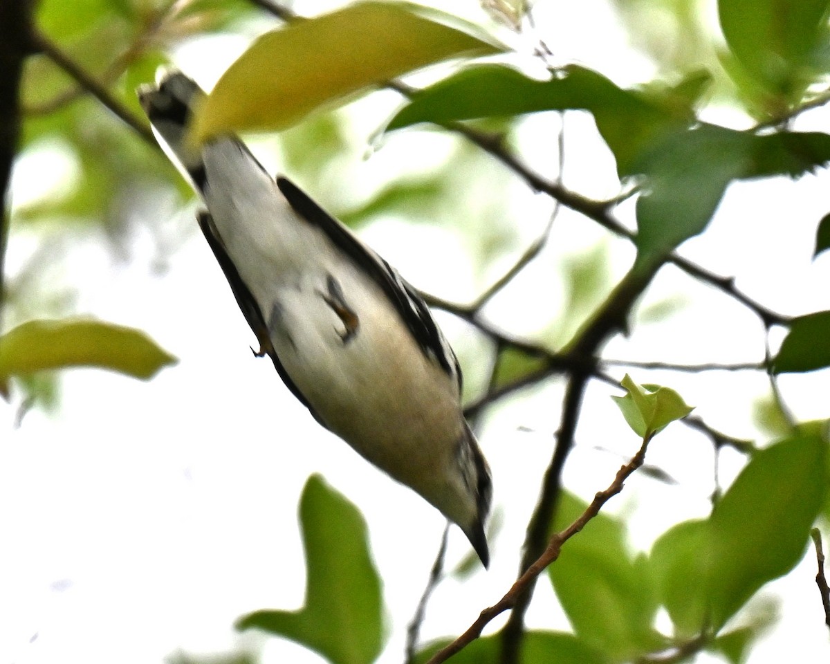 Pied Triller - ML642809878