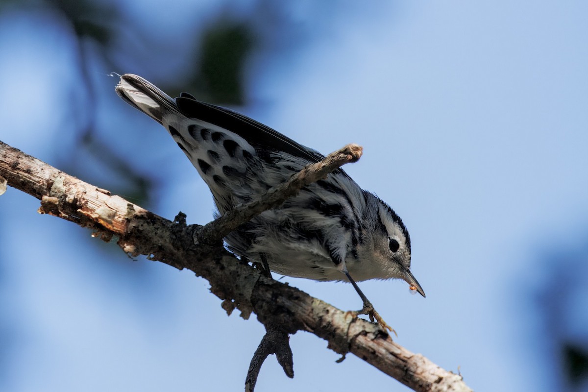 Black-and-white Warbler - ML642809879