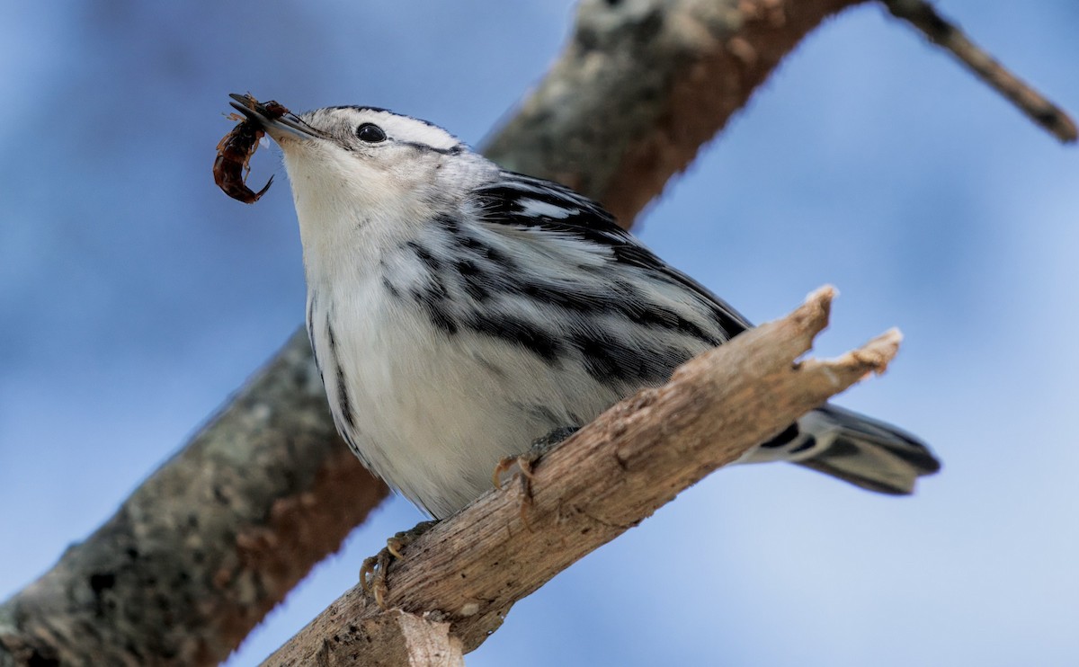 Black-and-white Warbler - ML642809880
