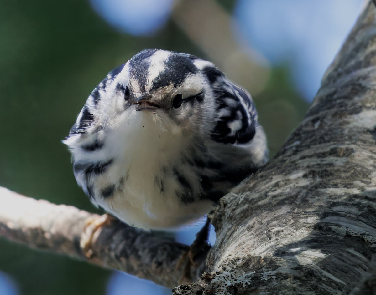 Black-and-white Warbler - ML642809881