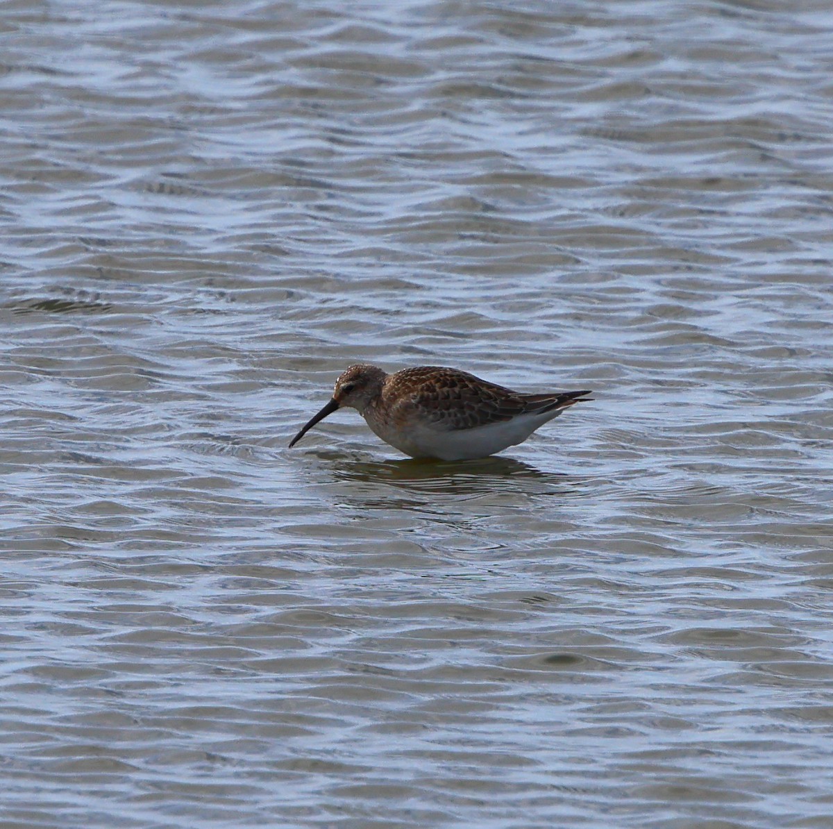Correlimos Zarapitín - ML642809882