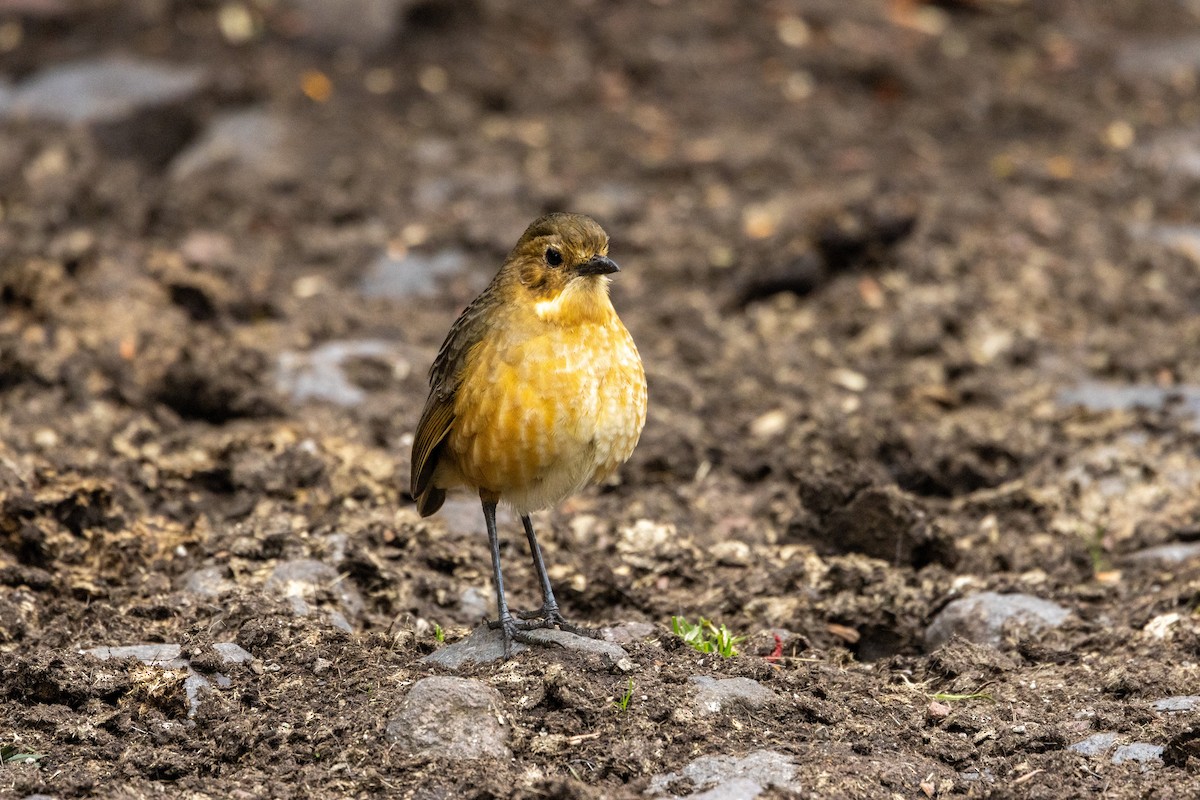 Tawny Antpitta - ML642809891