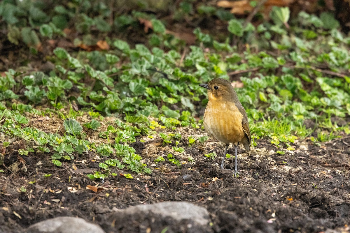 Tawny Antpitta - ML642809892