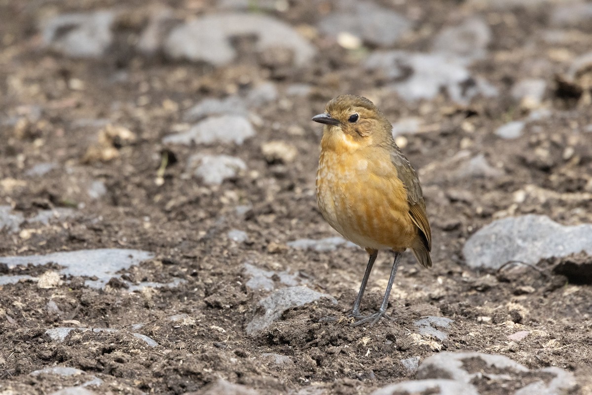 Tawny Antpitta - ML642809894