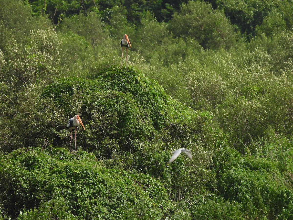 Painted Stork - Sushant Pawar