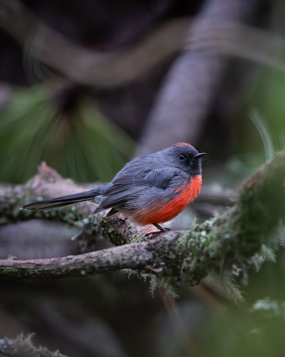 Slate-throated Redstart - ML642809904