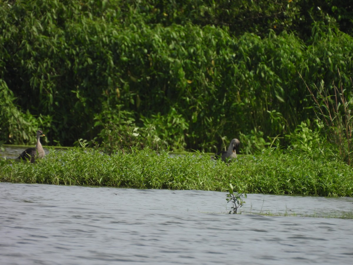 Indian Spot-billed Duck - ML642809906
