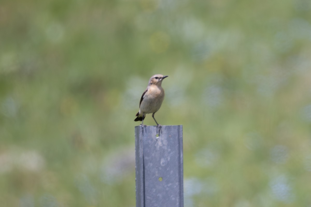Northern Wheatear - ML642809911