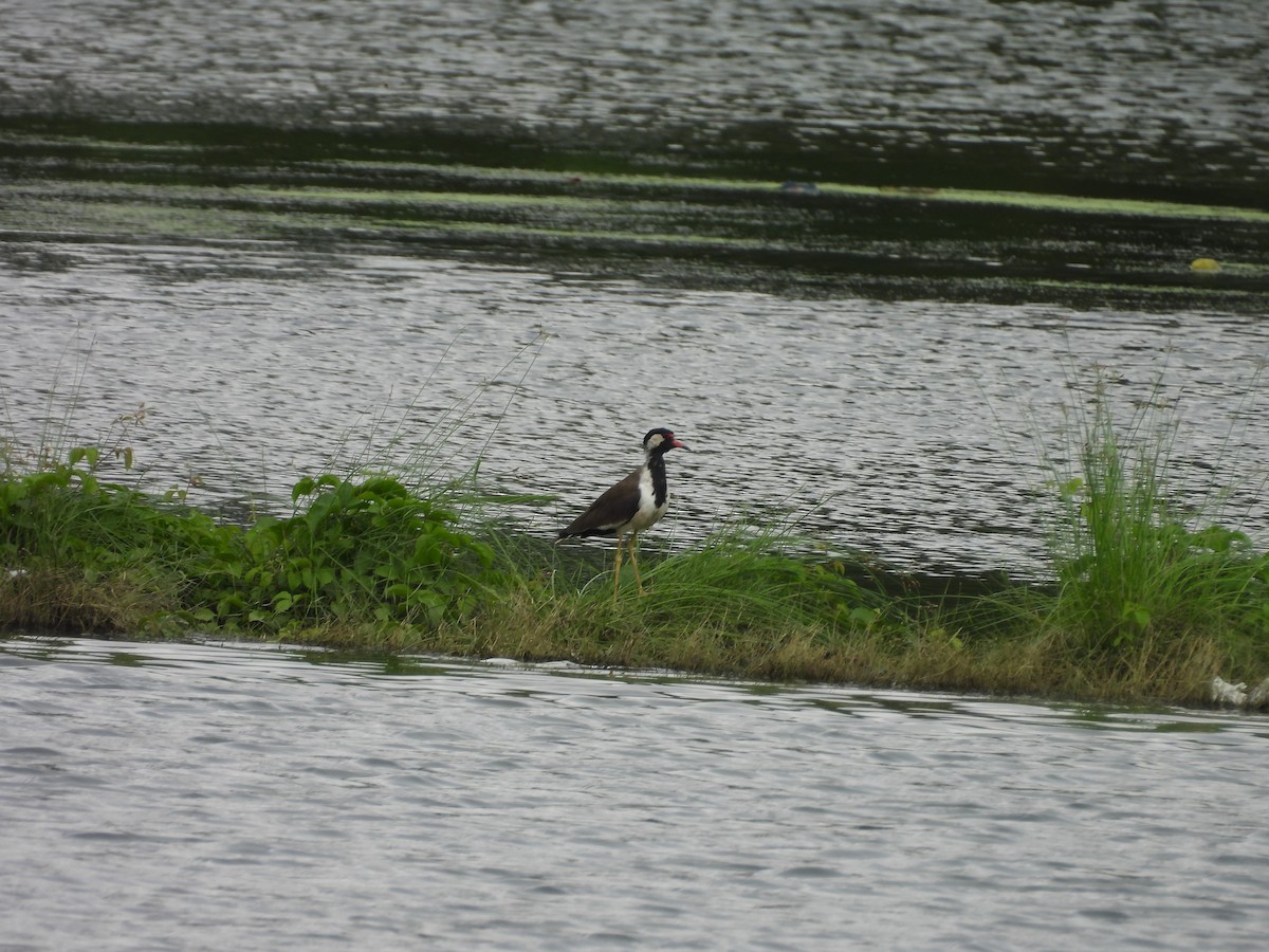 Red-wattled Lapwing - ML642809912