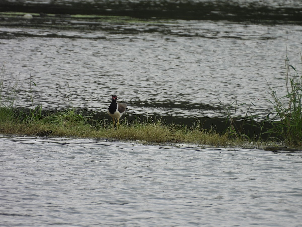 Red-wattled Lapwing - ML642809917