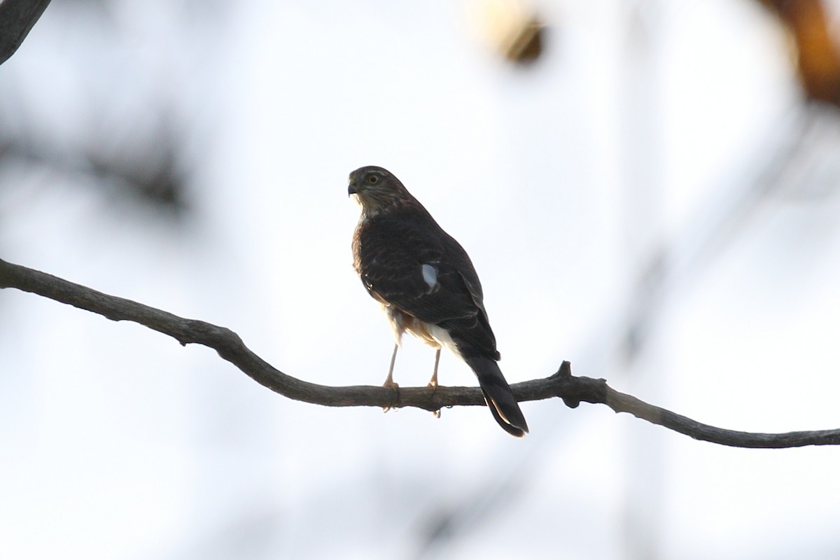 Sharp-shinned Hawk - ML642809931