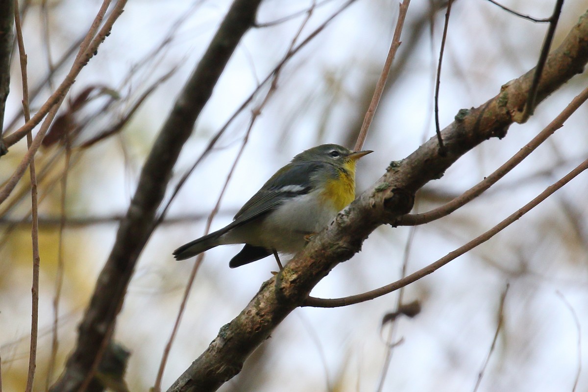 Northern Parula - ML642809944