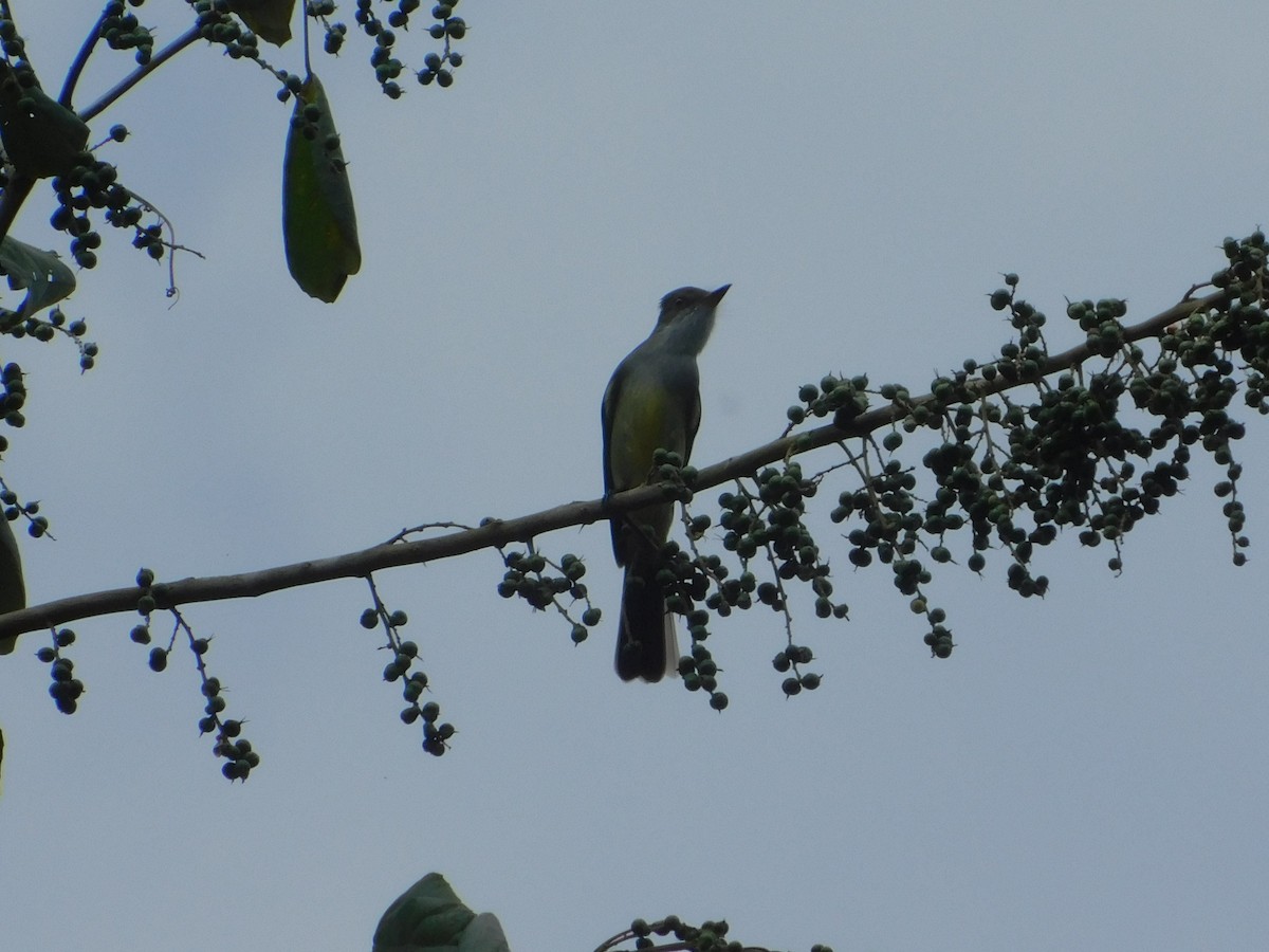 Brown-crested Flycatcher - ML642809947