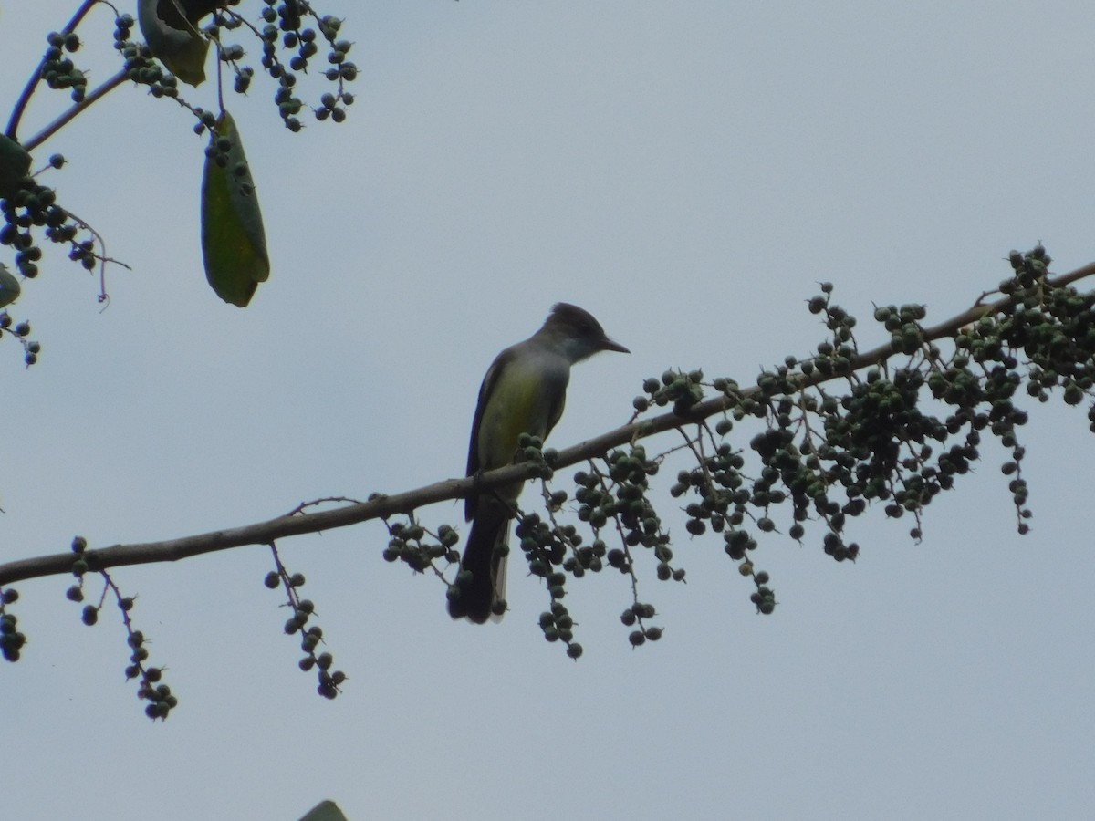 Brown-crested Flycatcher - ML642809948
