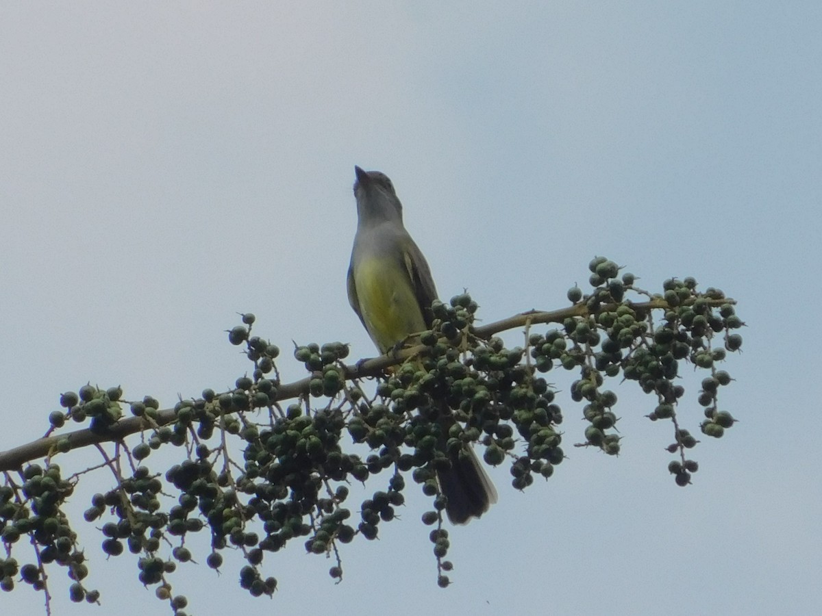 Brown-crested Flycatcher - ML642809949