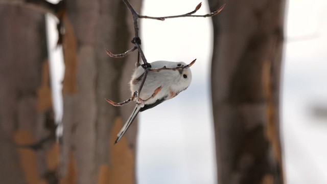 Long-tailed Tit (caudatus) - ML642809950