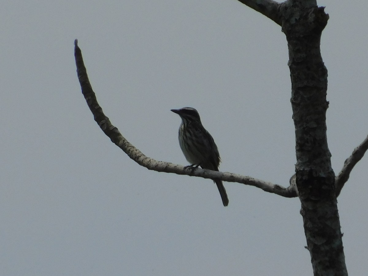 Streaked Flycatcher - ML642809960