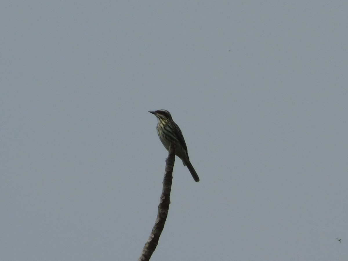 Streaked Flycatcher - ML642809961