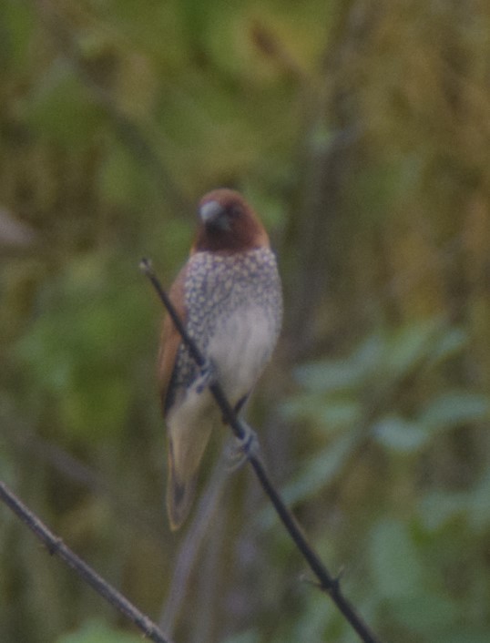 Scaly-breasted Munia - Muhammad Panachikkool