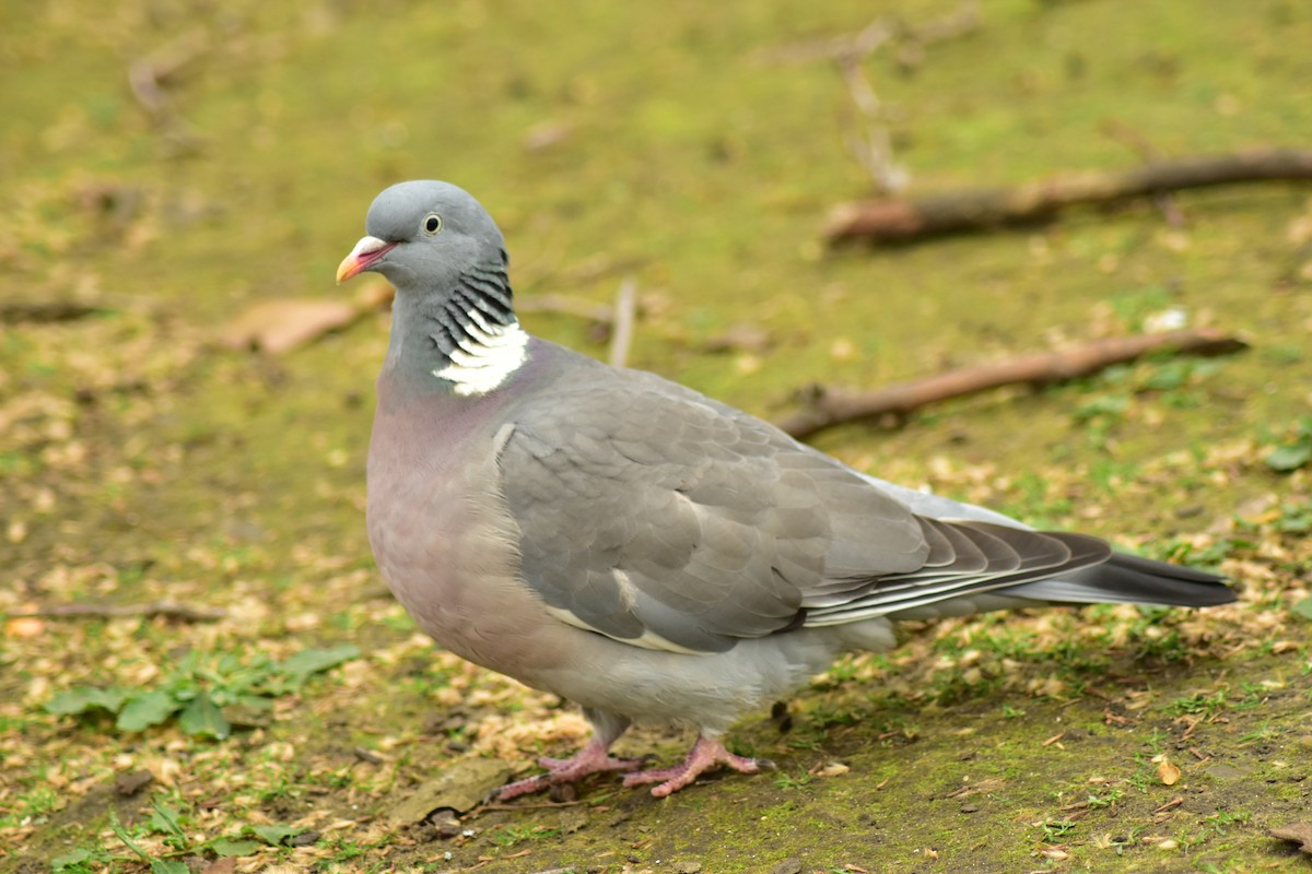 Common Wood-Pigeon - ML642809982