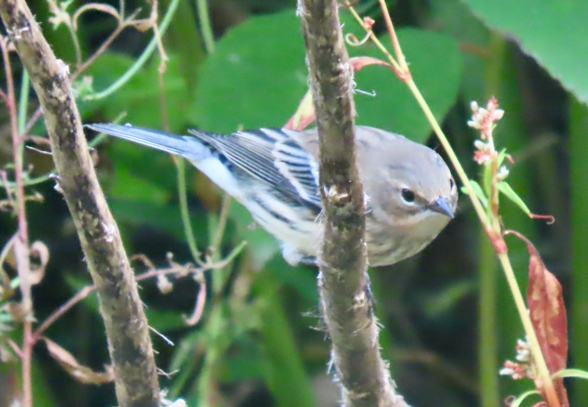 Yellow-rumped Warbler (Myrtle) - ML642809993