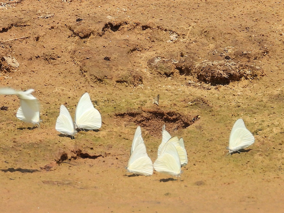 Florida White - ML642810000