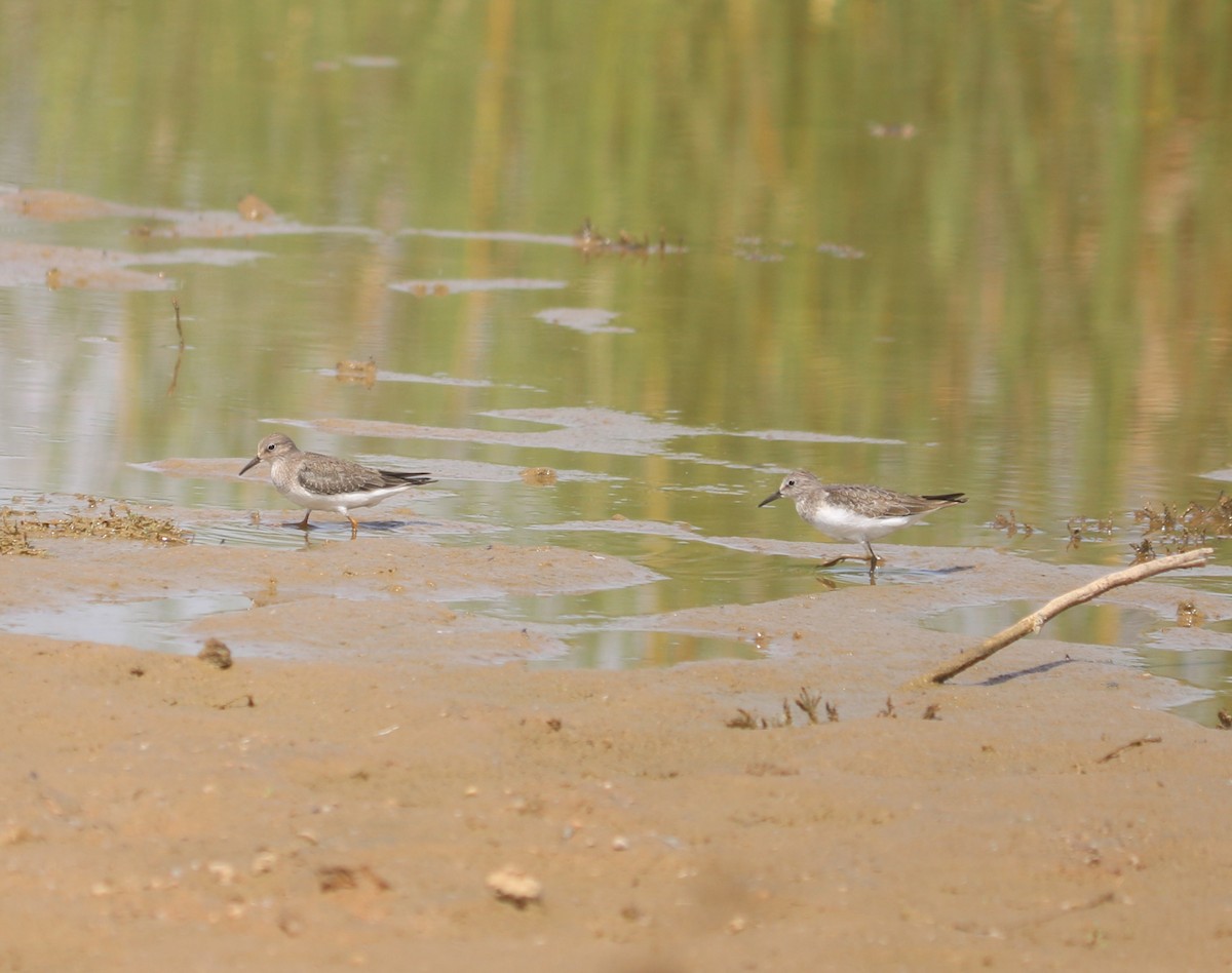 temmincksnipe - ML642810002