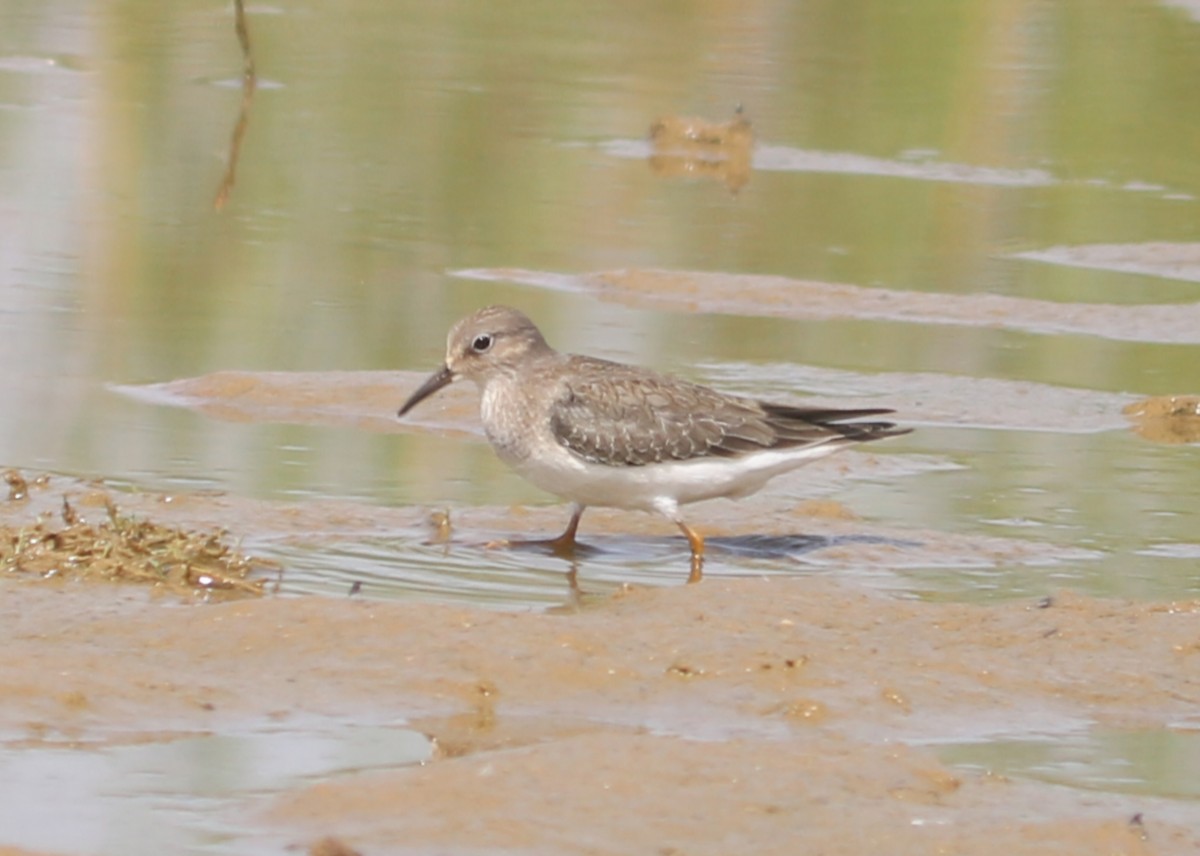 temmincksnipe - ML642810005