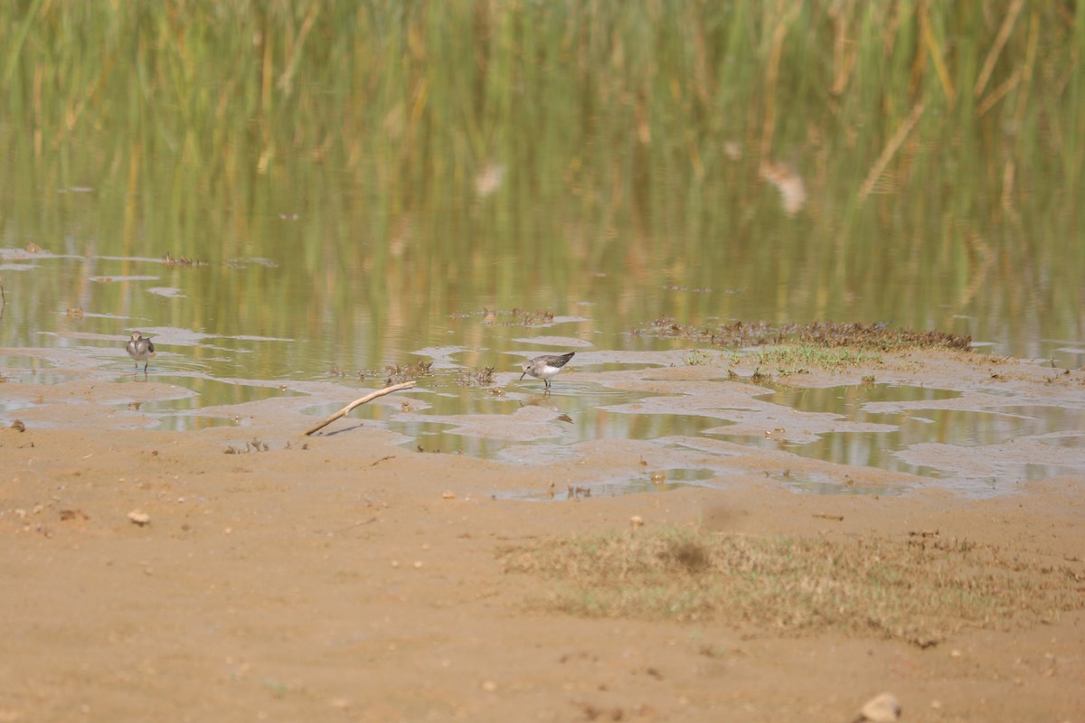 temmincksnipe - ML642810007