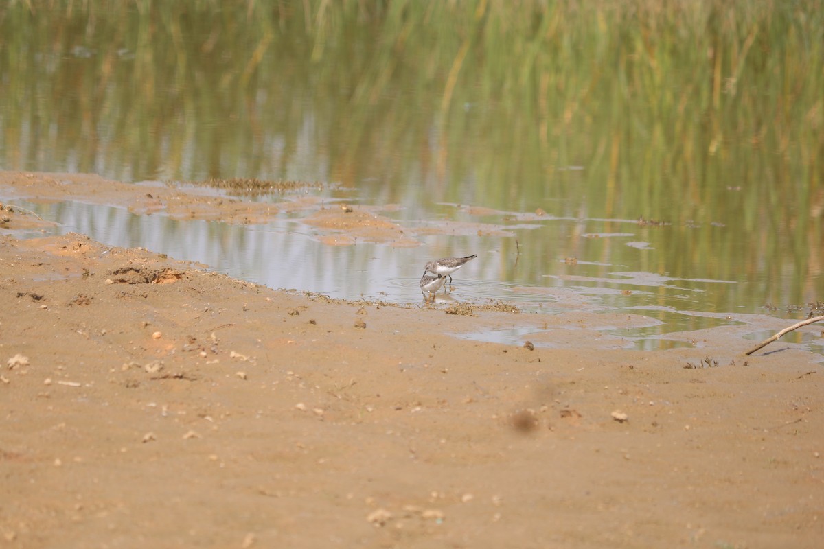 temmincksnipe - ML642810009