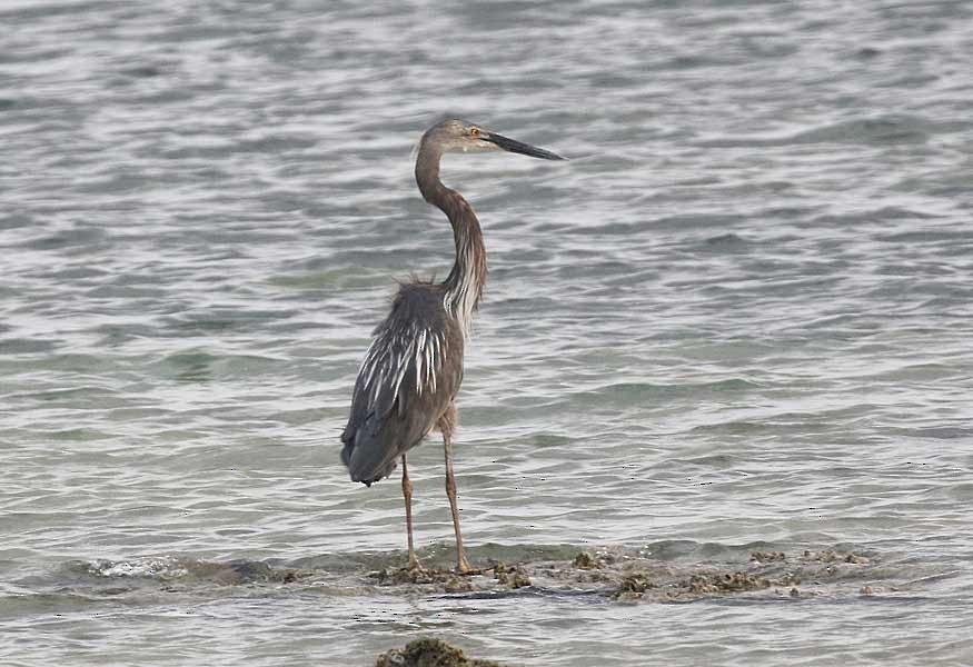 Great-billed Heron - nick upton