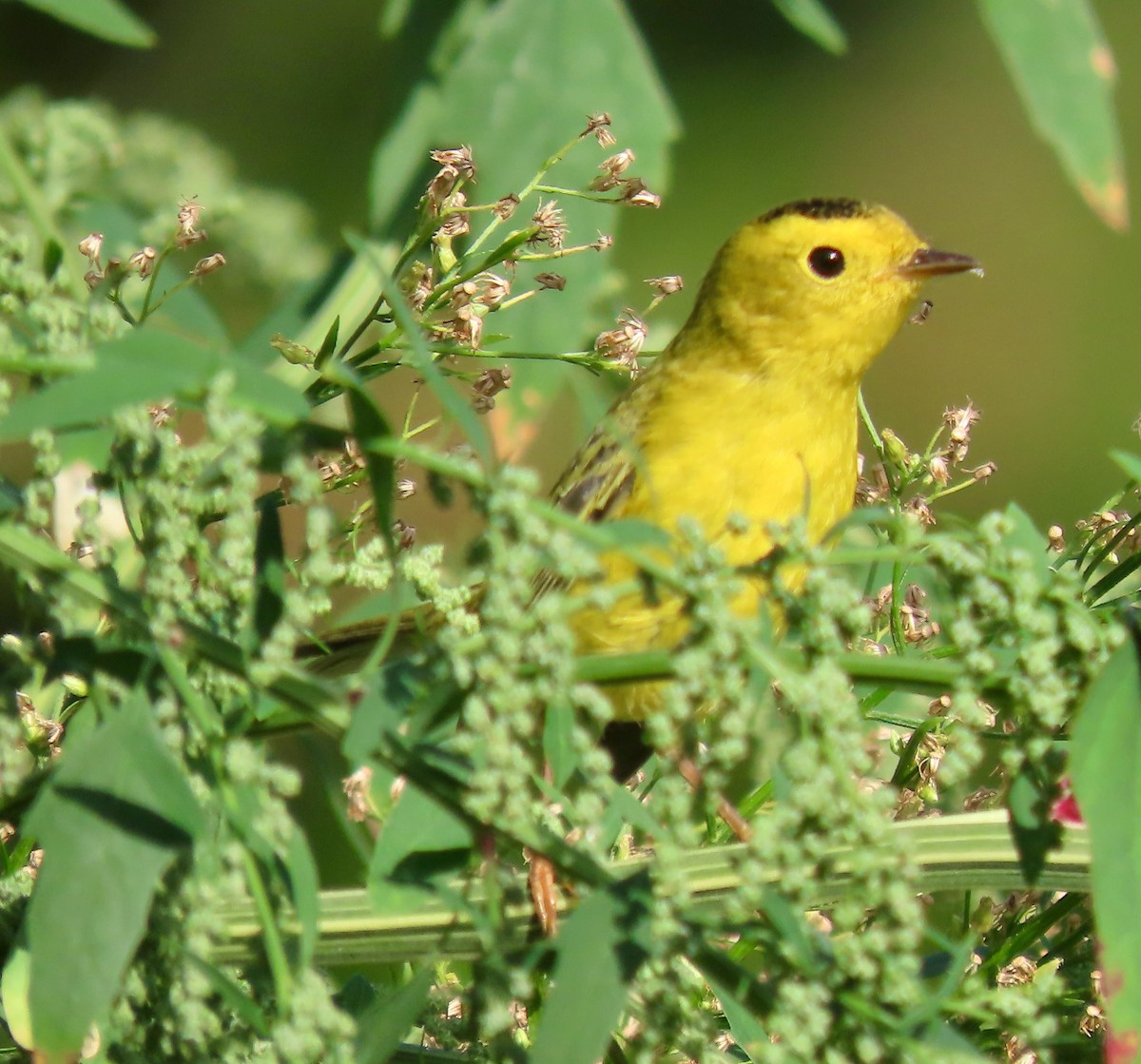 Wilson's Warbler - ML642810011