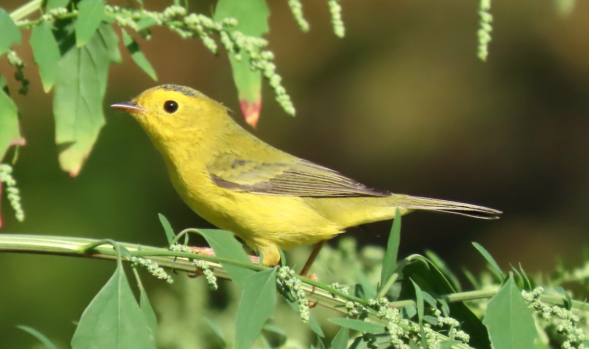 Wilson's Warbler - ML642810018