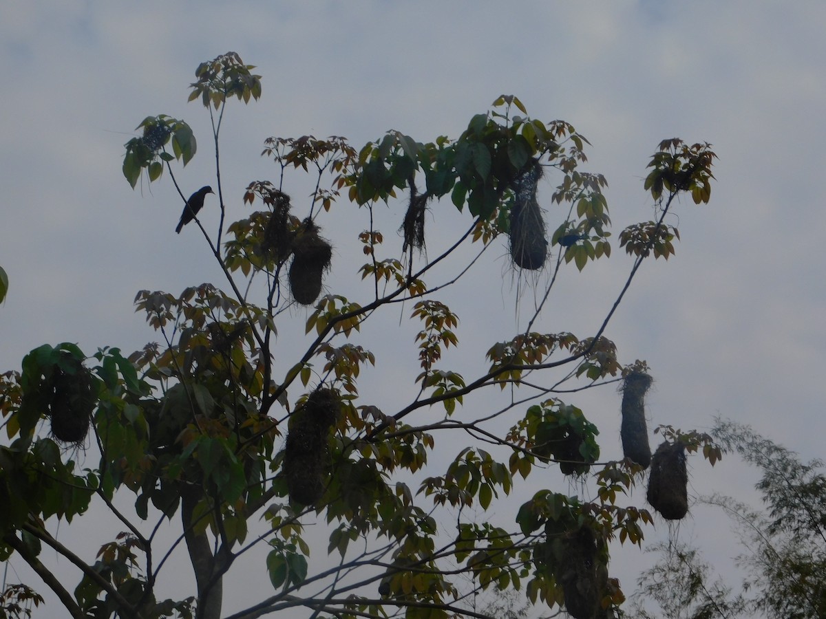 Red-rumped Cacique - ML642810023