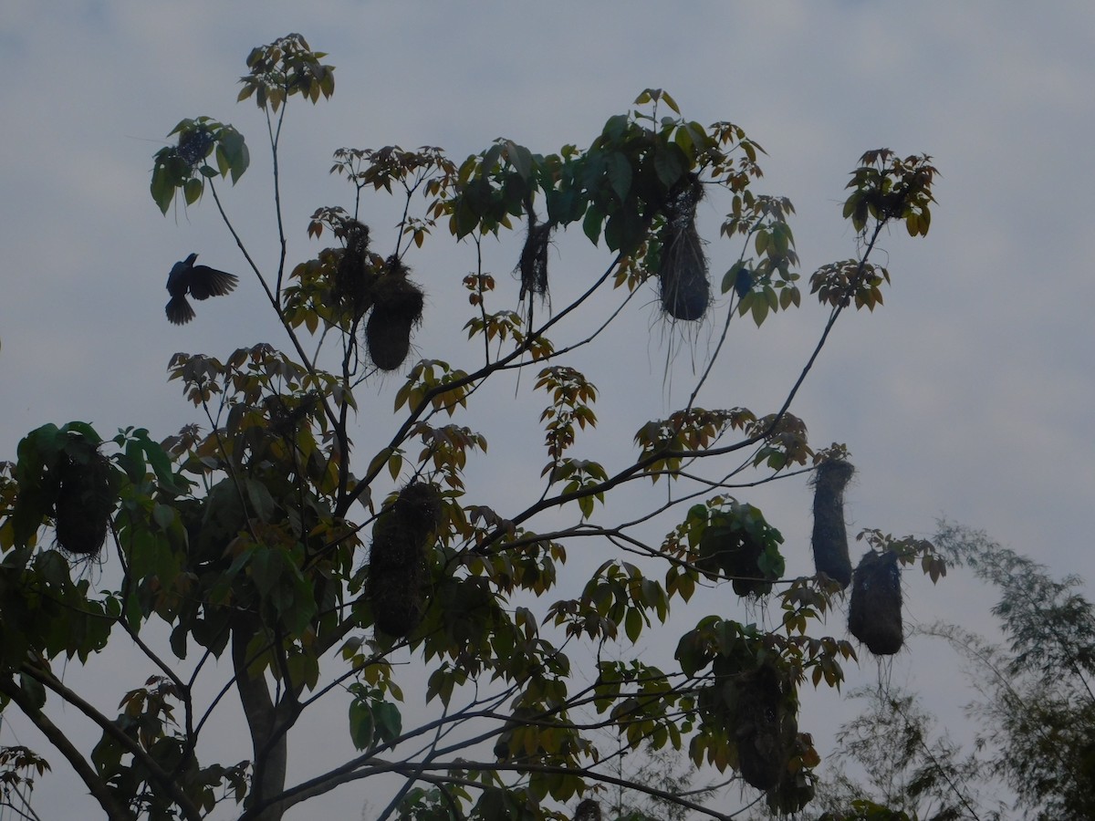 Red-rumped Cacique - ML642810024