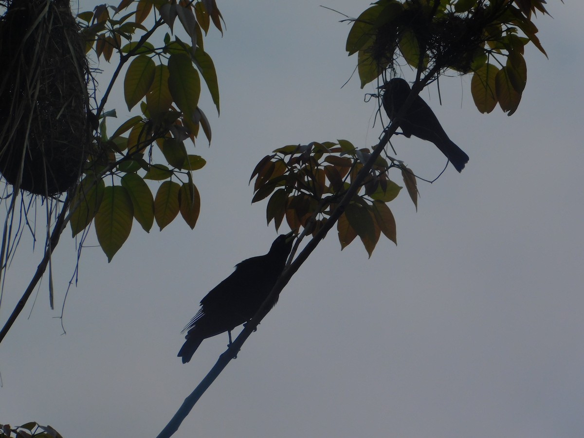 Red-rumped Cacique - ML642810025