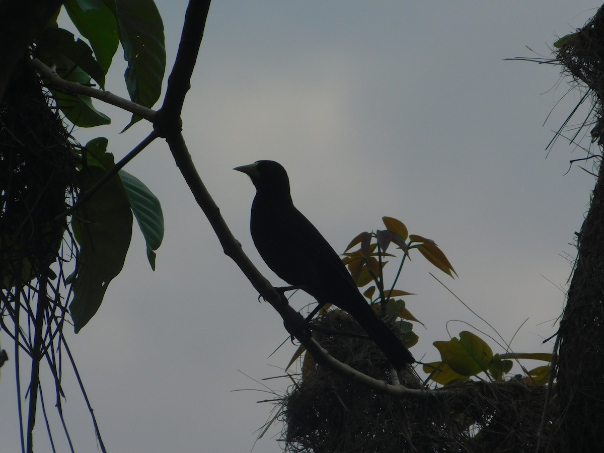 Red-rumped Cacique - ML642810026
