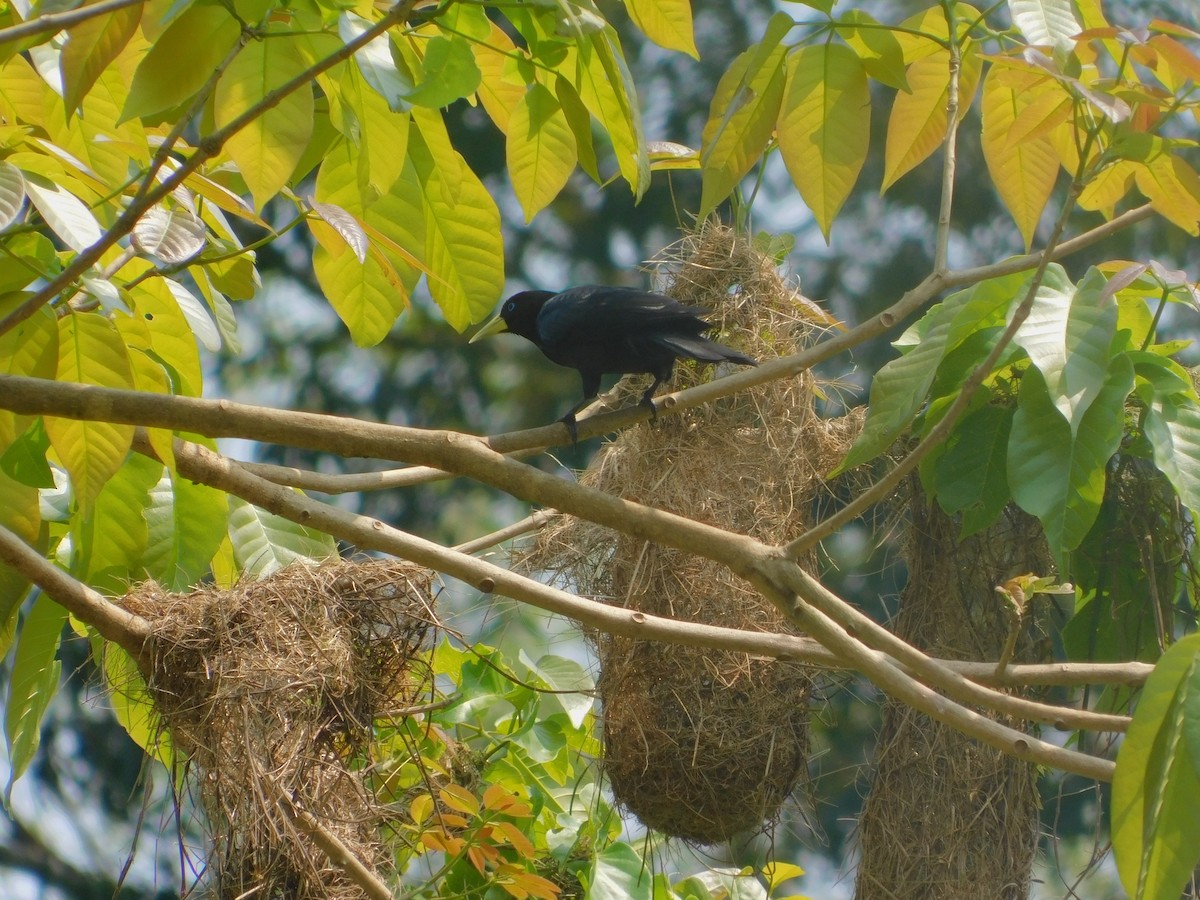 Red-rumped Cacique - ML642810027